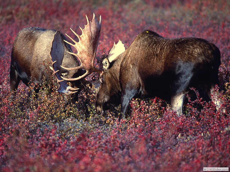 Bull Moose, Denali, Alaska
