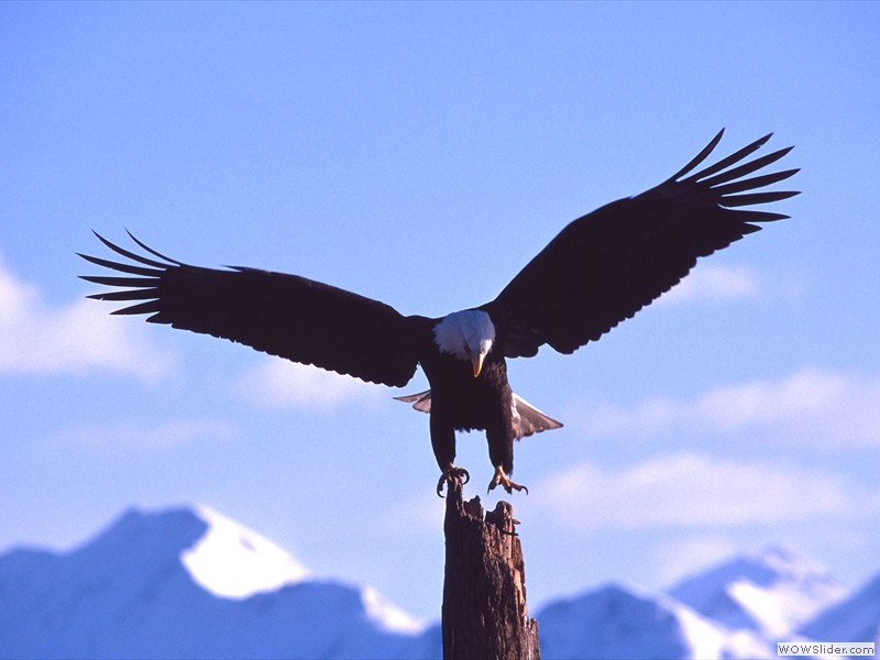 Bald Eagle, Haines, Alaska