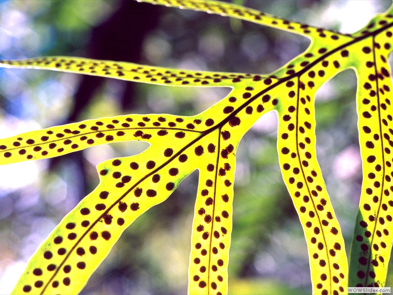 Fern, Big Island, Hawaii